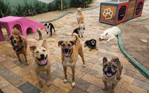 Imagem: Acervo Clube Au Au - Divulgação